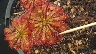 How To Feed Sundews [upl. by Braca]