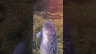 Taaa Spacerek no fajny spacerek z galopem na żelki hah😅 music horse hh equestrian edit [upl. by Sanfourd]