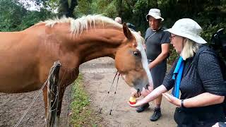 Feeding a Hungry Horse [upl. by Atined463]