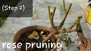 How to grow rose complete guide  step 2   Pruning different types of roses  Rose pruning [upl. by Oinafipe]