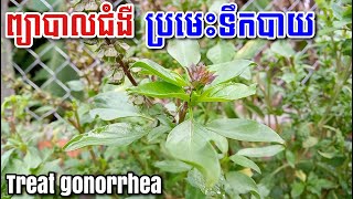 Treat gonorrhea ព្យាបាលជំងឺ ប្រមេះទឹកបាយ [upl. by Hessney]