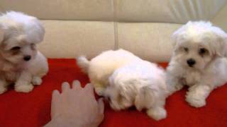 BICHON MALTESE wwwnorbisdogsro tel0725758099 [upl. by Philo]