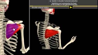 Infrapinatus amp Pectoralis Minor Muscle Motion amp Anatomy [upl. by Annasoh363]