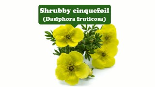 Happiness and toughnessShrubby cinquefoil [upl. by Maryly]