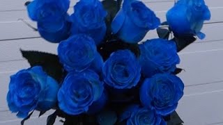 How to make blue roses [upl. by Alaik]