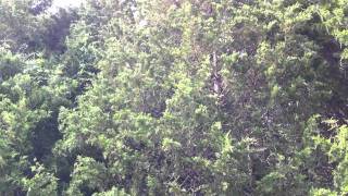 Cicada Swarm Begins in Tennessee 2011 [upl. by Davina]