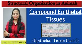 Compound Epithelial Epithelial Tissues Part3 Structural Organization in Animals Class 11 Biology [upl. by Hourihan508]