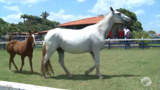 Conheça uma das fazendas mais modernas do Nordeste [upl. by Doris866]