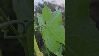 Extra long loofah So happy to see this one after the hurricane zone10 gardening florida [upl. by Edmondo]