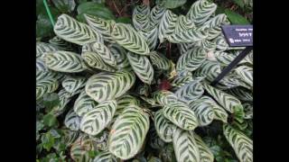 Calathea makoyana [upl. by Hcab]