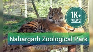 Nahargarh Zoological and Biological Park  Jaipur Zoo  Jaipur [upl. by Peregrine964]