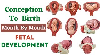 Conception To Birth Fetal Development  Week By Week Fetal Development  Fetal Growth Month By Month [upl. by Hanselka]