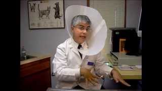 How to put together an Elizabethan collar [upl. by Panter34]