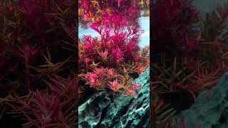 Rotala on pearling mode aquarium aquarius aquascapegallery [upl. by Honniball569]