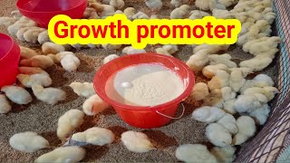 Brooding growth promoter for best broiler result [upl. by Verity142]