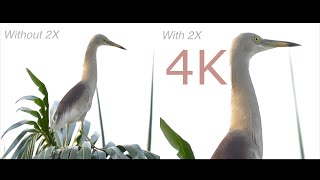 Pairing the Sony 2x teleconverter with Sony 200600mm G lens  Image quality with and without [upl. by Arihay]