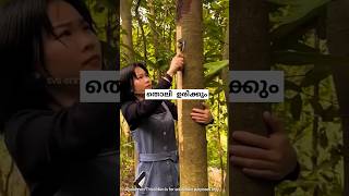 തൊലി ഉരിച്ച മരംcinnamon harvesting malayalam shorts [upl. by Ayotahs]