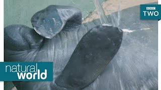 Manatee pimple popping  Natural World 2017 Episode 2 Preview  BBC [upl. by Mook]