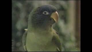 quotPauliequot VHS release commercial 1998 [upl. by Lamdin]