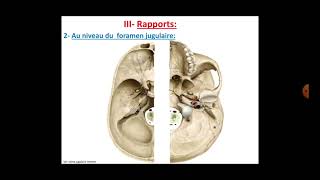 Anatomie du nerf glossopharyngien [upl. by Sungam]