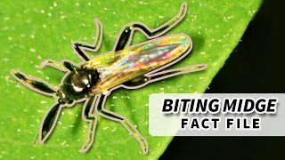 NoSeeUm Facts the BITING MIDGE facts  Animal Fact Files [upl. by Gil289]