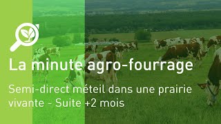 Semidirect méteil dans prairie vivante  Suite 2 mois [upl. by Aisatnaf]