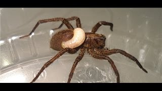 Wolf spider devoured by wasp larva [upl. by Vick]