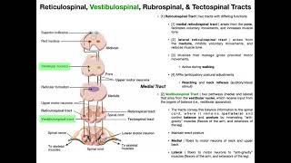 Other Motor Tracts Part 1  Reticulospinal amp Vestibuospinal Tracts [upl. by Jaynell915]