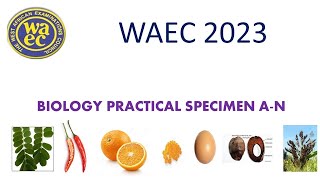 WAEC BIOLOGY PRACTICAL SPECIMEN  2023 [upl. by Gaul16]