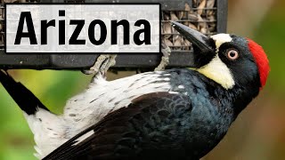 Arizona  LIVE Bird Feeder Camera [upl. by Airetal]