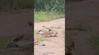 Adorable LION CUBS Suckling On Their Mum  Lion Safari Africa safari cats wildlife [upl. by Mahon147]