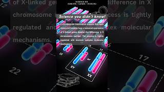 X chromosome Inactivation simplified [upl. by Beatrisa545]