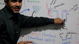 L4 part1 Excretory or Urinary system of man Nephron structure and function [upl. by Bluh125]