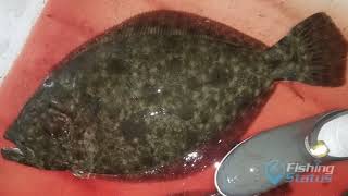 Commercial Flounder Gigging in Hatteras [upl. by Woolson434]