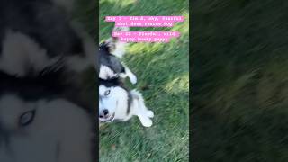 dogs doglover rescuedog husky dogtransformation dogshorts dogmom healingjourney huskylife [upl. by Pentheas]