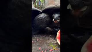 African spurred tortoise Galapagos Giant Tortoise Redeared slider Chinese softshell turtle [upl. by Nilad]