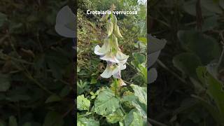 Crotolaria verrucosa a medicinal plant of Odisha medicinal mahanadiriver odisha [upl. by Cory]