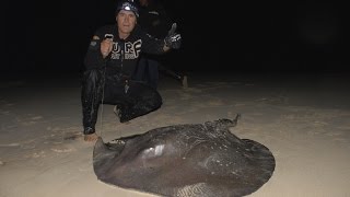 Surfcasting Huge Stingray from the beach [upl. by Llerrej]