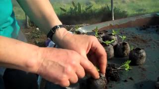 Pricking out chilli seedlings into plugs [upl. by Levine]