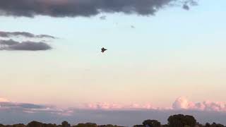 F22 Raptor going nuts at Oshkosh Air Show [upl. by Wandy]