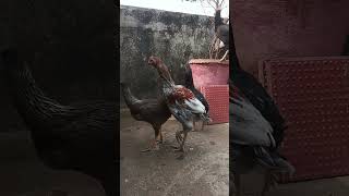 Gavala nasal pair aseel aseelmurga youtubeshorts pets birds murga aseellovers nagpur [upl. by Jeremie]