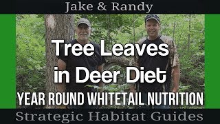 Whitetails eating oak leaves and branches even in summer Plotwatcher footage [upl. by Roberts]