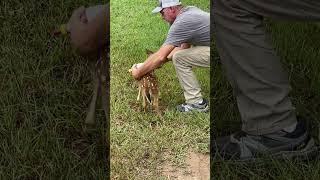 Care and love mississippi whitetaildeer babydeer rescue [upl. by Nash]