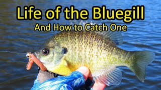 Life of the Bluegill and How to Fish for Bluegill [upl. by Rojas]