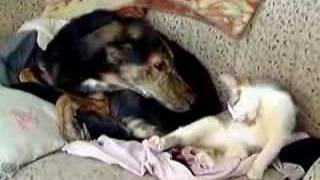 Dog licking cat [upl. by Cristie]