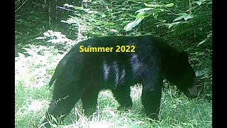 Summer 2022 Trail Cam Clips [upl. by Rolecnahc]