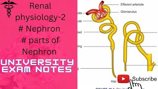 Nephron Physiologyparts of Nephron renal physiology2 [upl. by Esina]