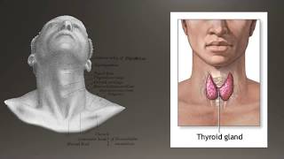 Basics of Thyroid Ultrasound [upl. by Eadith]