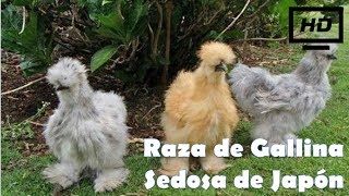 Raza de Gallina Sedosa del Japón HD [upl. by Randell]