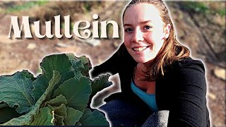 Mullein Harvesting Processing amp Medicinal Recipes  Medicinal Herbs [upl. by Aro]